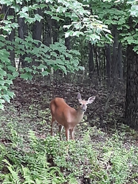 A deer in the woods.