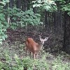 A deer in the woods.