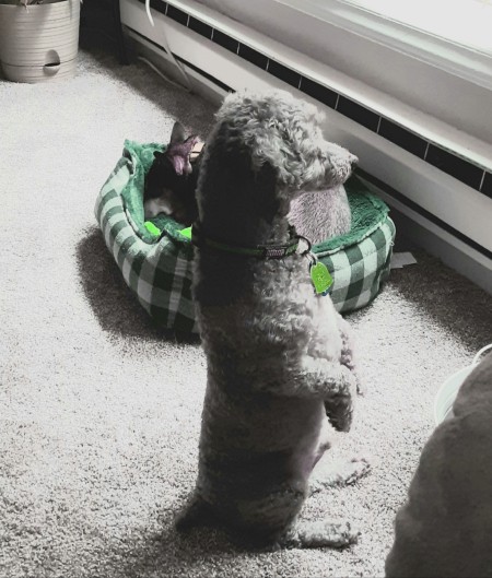 A dog sitting on its hind legs, looking out the window.
