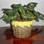 The woven paper basket with a houseplant inside.