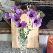 A bouquet of Texas bluebells in a vase.