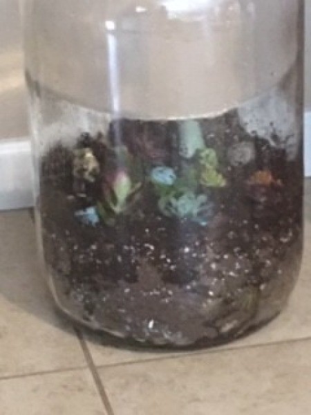 Plants placed inside a five gallon jug.