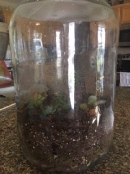 Putting plants in the jug.