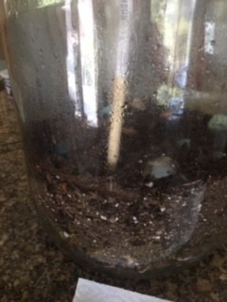 Putting plants inside the jug.