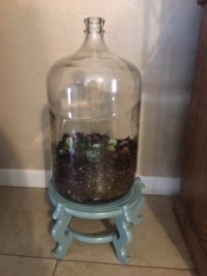 The completed five gallon terrarium.
