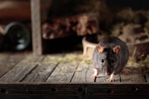 A mouse in a barn.