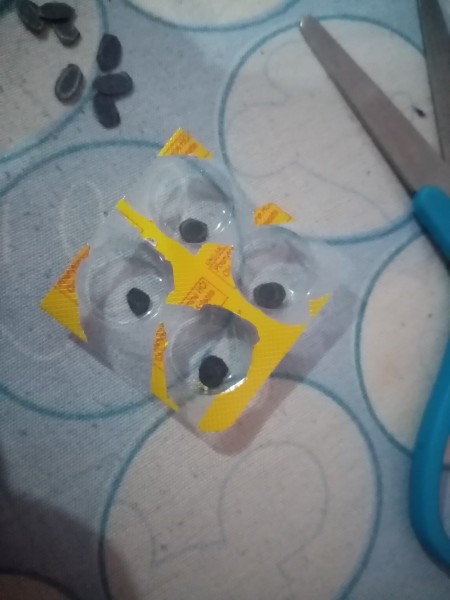 Adding the pupils to the blister packaging.