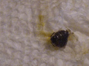 A black bug on a cleaning wipe.