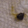 A black bug on a cleaning wipe.