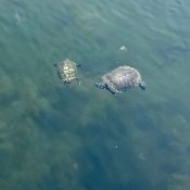 Two turtles playing in the water.