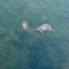 Two turtles playing in the water.