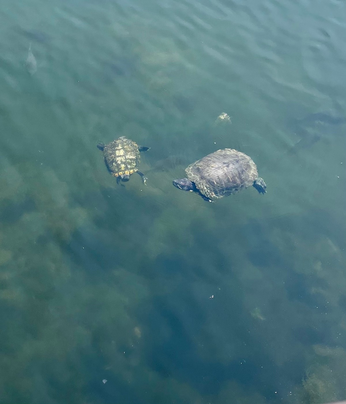 Playing Turtles ThriftyFun