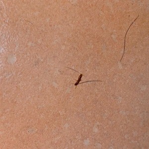 A small bug on a floor.