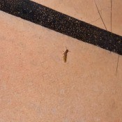 A small bug on a floor.