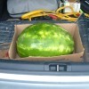 A box holding a watermelon in a trunk.