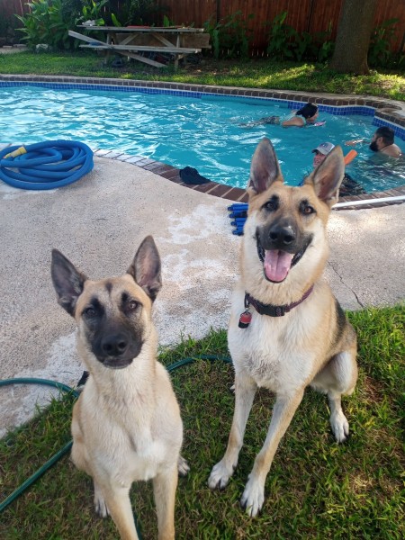 Two dogs near a pool.