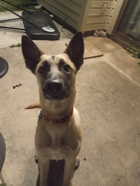 A dog looking at the camera.