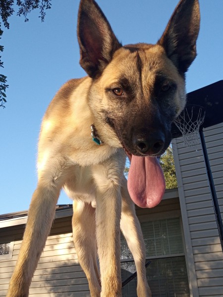 A dog looking at the camera.