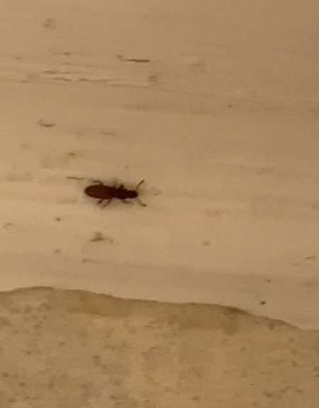 A bug on a white surface.