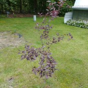 A shrub with reddish leaves.