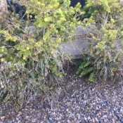 Some dying bottlebrush bushes.