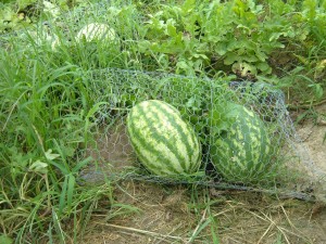 Watermelons protected with chicken wire.