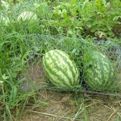 Watermelons protected with chicken wire.