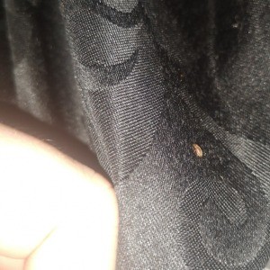 A small brown bug on a fabric surface.