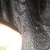 A small brown bug on a fabric surface.