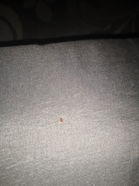 A small brown bug on a grey fabric surface.