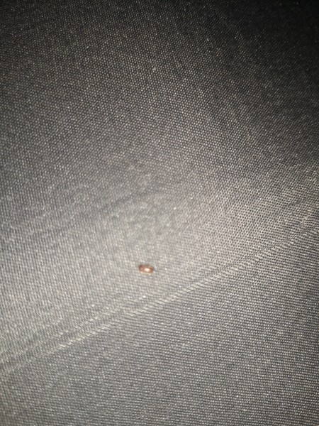 A small brown bug on a grey fabric surface.