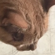 A cat with a wound under his ear.
