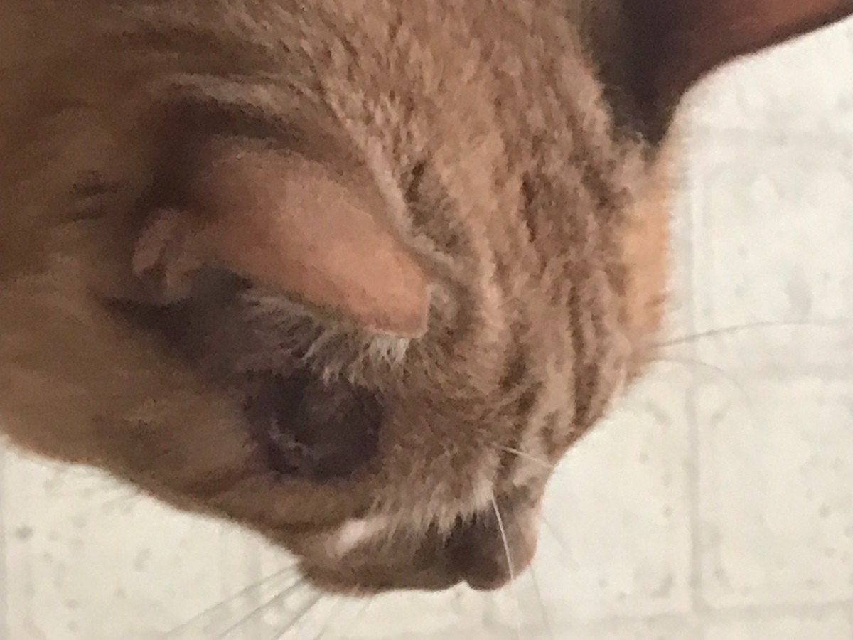 My Cat Scratching Under His Ear? ThriftyFun