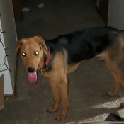 A brown and black dog in a house.