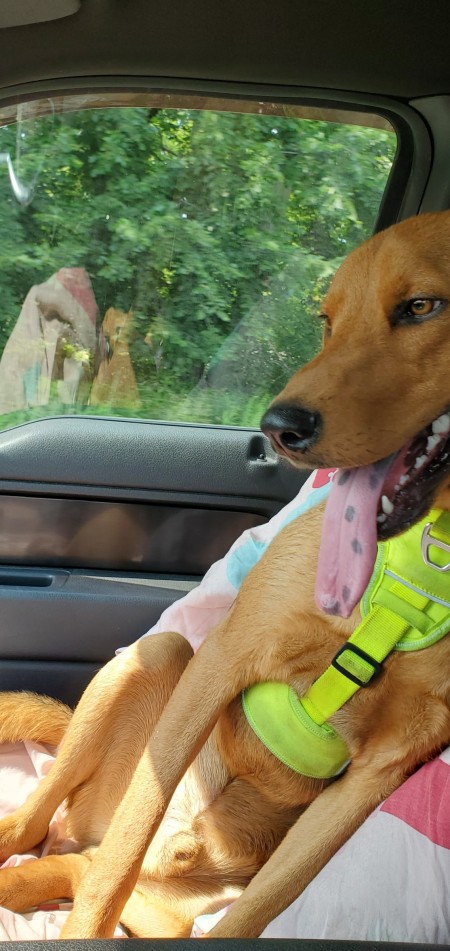 A brown dog in a car.