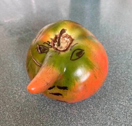 A tomato with a nose like extrusion.