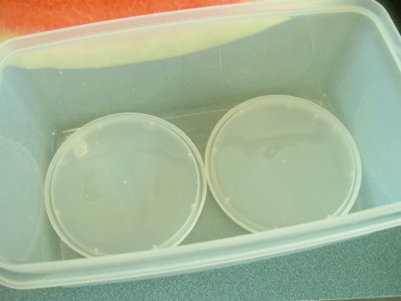 Two lids in the bottom of a plastic container.