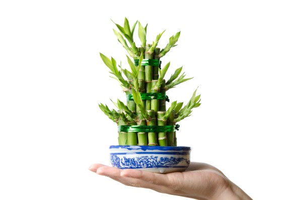Lucky bamboo in a small dish.