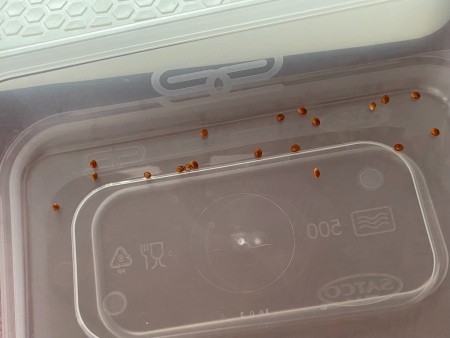 Insect eggs in a container.