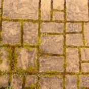 Moss between concrete brick pavers.