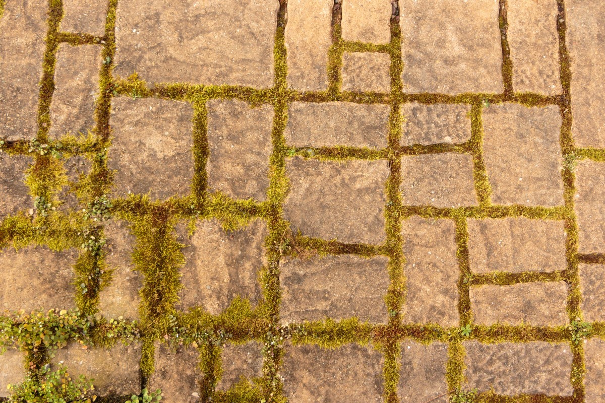 getting-rid-of-moss-and-algae-on-concrete-thriftyfun