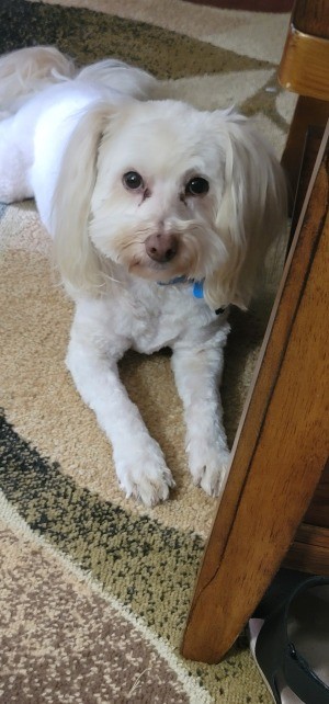 A small white dog looking up at the camera.