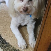 A small white dog looking up at the camera.