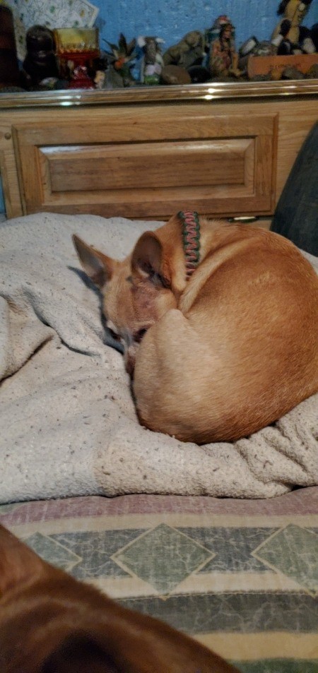 A small brown dog curled up.
