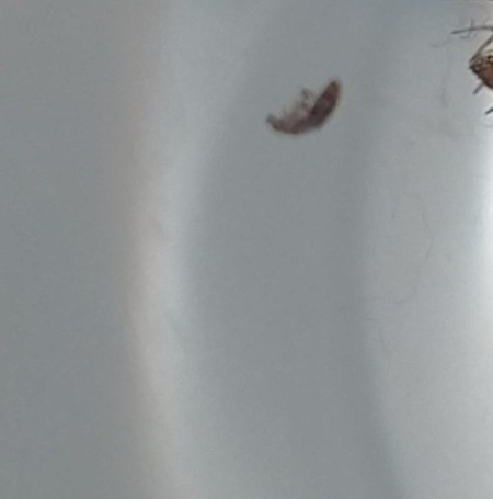 A bug found under a bed.