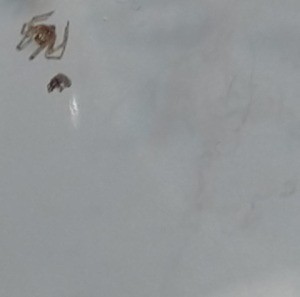 A bug and spider found under a bed.