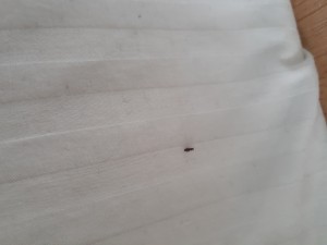 Bug Found in Bedroom