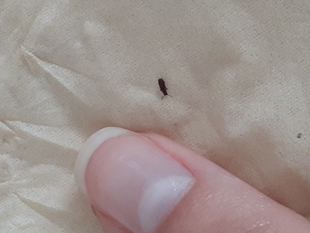 Bug Found in Bedroom