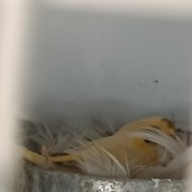 A bird in a nest.