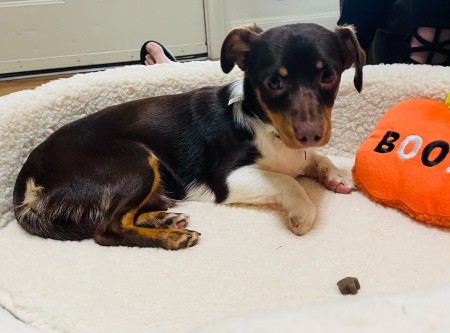 A small dog in a bed.